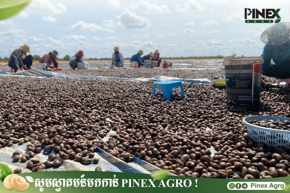 Seed Product 032