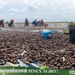 Seed Product 032