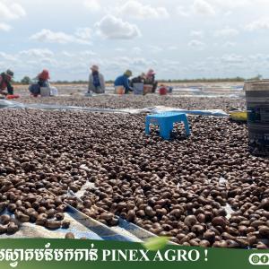 Seed Product 091